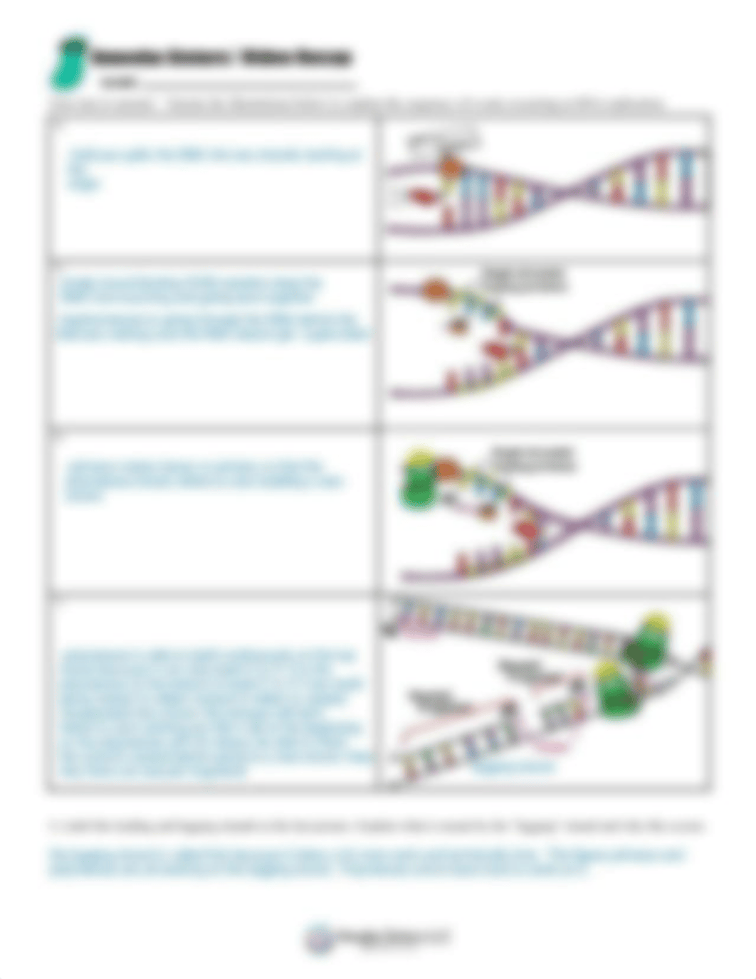 dna_replication_by_amoeba_sisters_newheader_v.2.pdf_dals99fpx02_page2