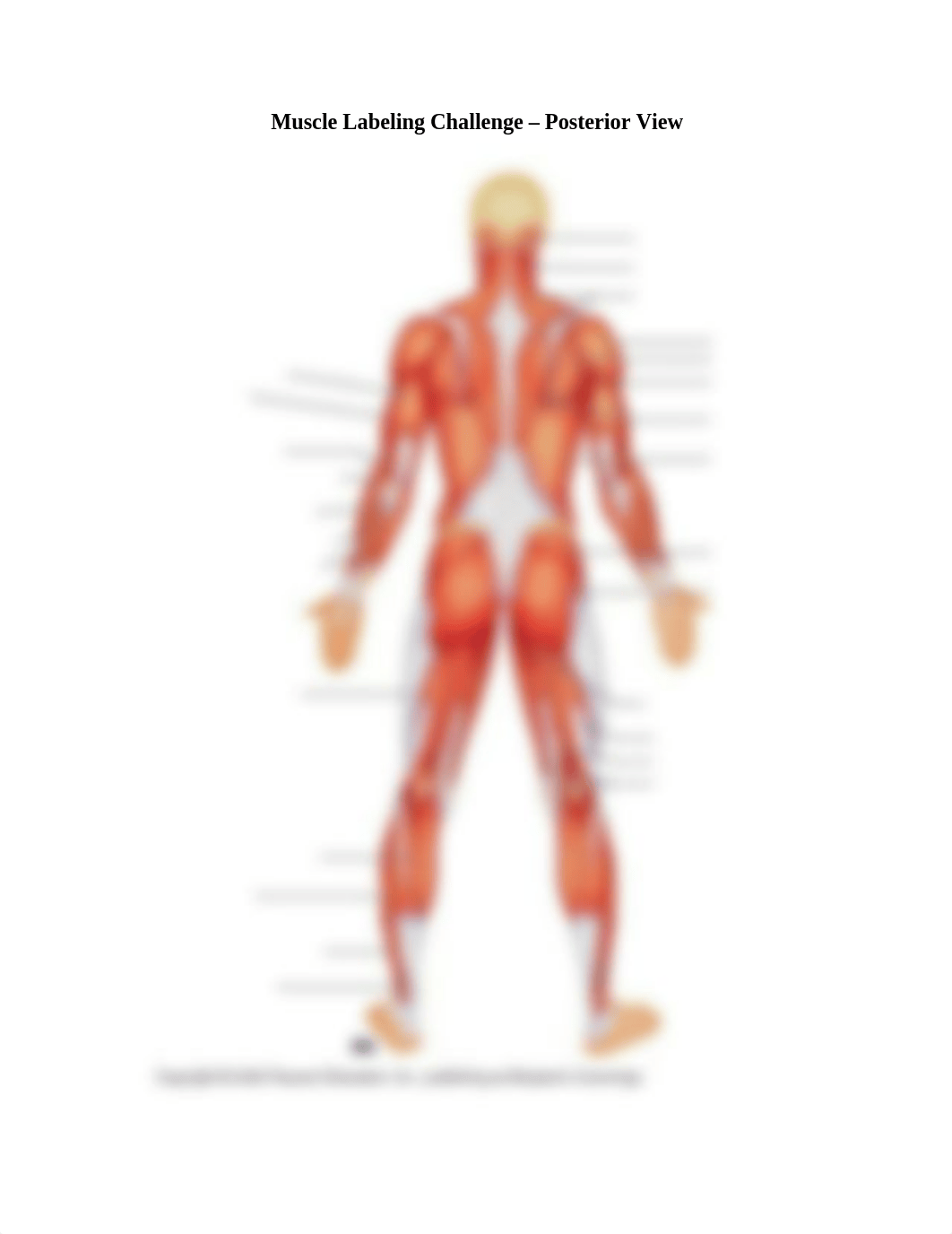 Muscle_Labeling_Challenge_-_ALL.doc_damqygngjdt_page2