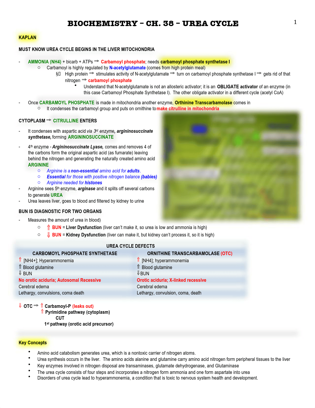 Biochem - 38 - Urea Cycle - BL_dan6k59dyp0_page1