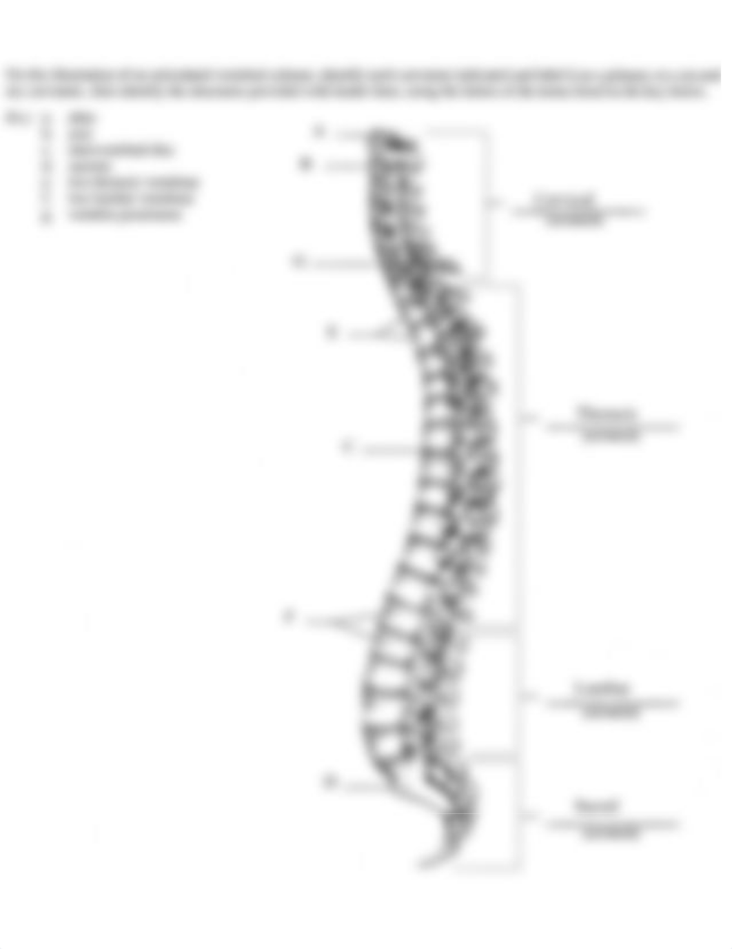 Skeletal system diagrams - labelled.pdf_danat01zw9a_page3