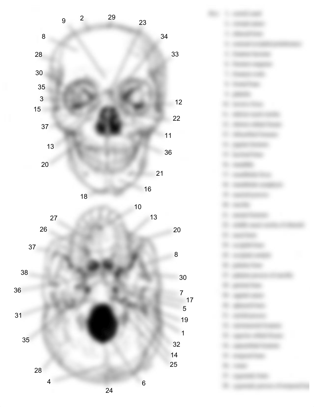 Skeletal system diagrams - labelled.pdf_danat01zw9a_page2