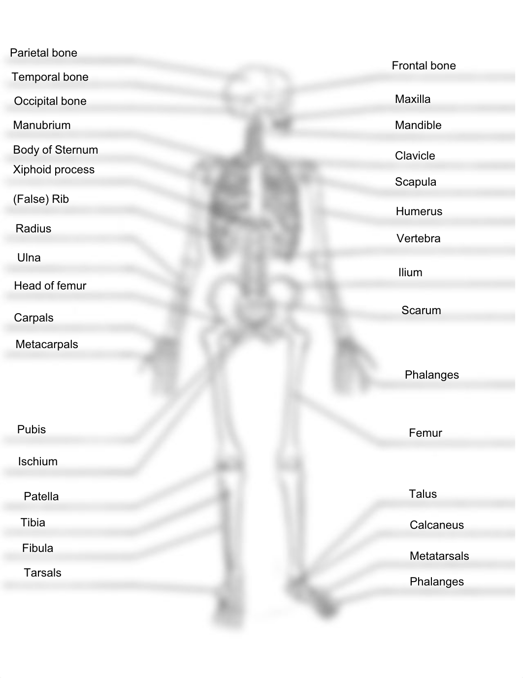 Skeletal system diagrams - labelled.pdf_danat01zw9a_page1