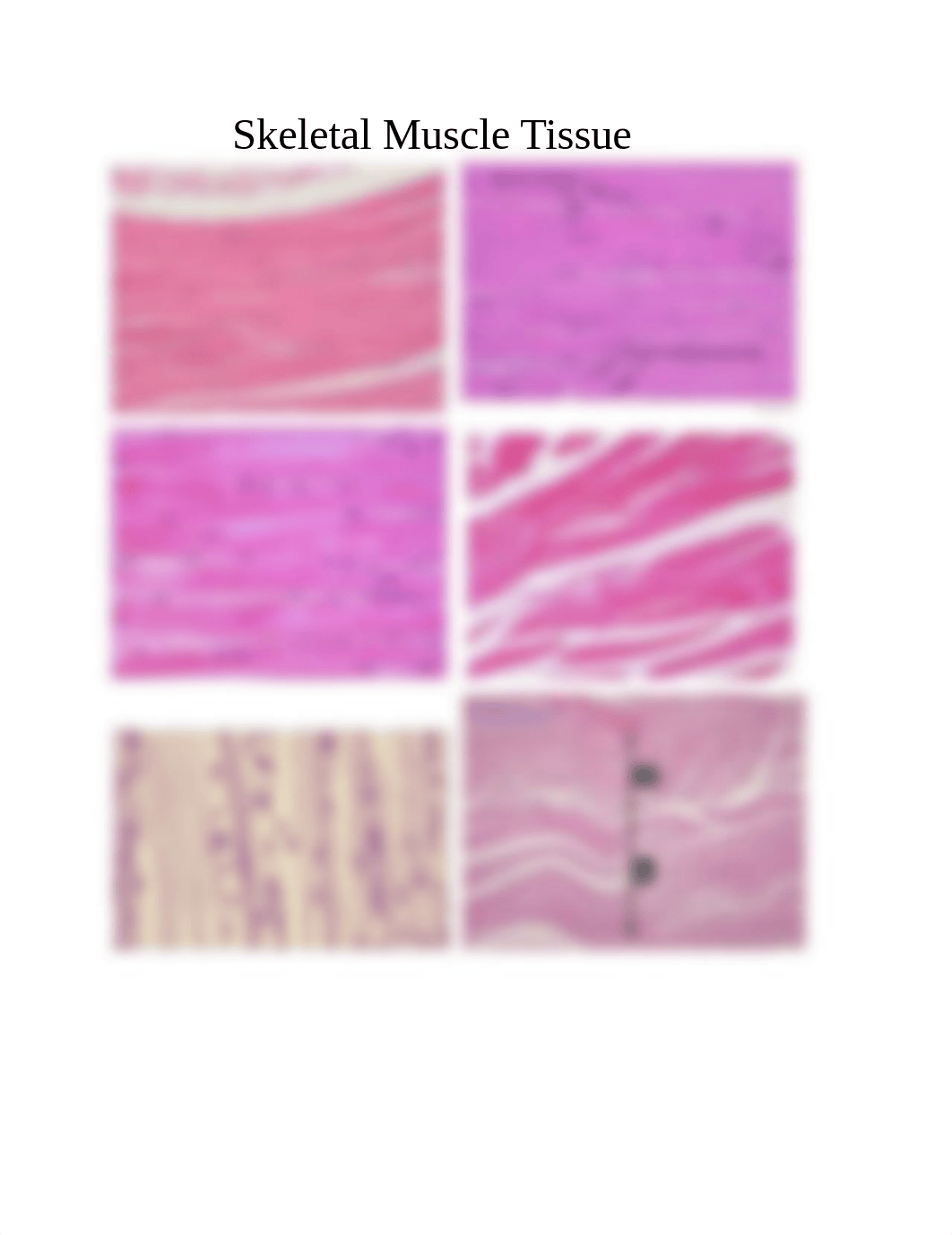 Skeletal Muscle Tissue_dand9jls2wc_page1