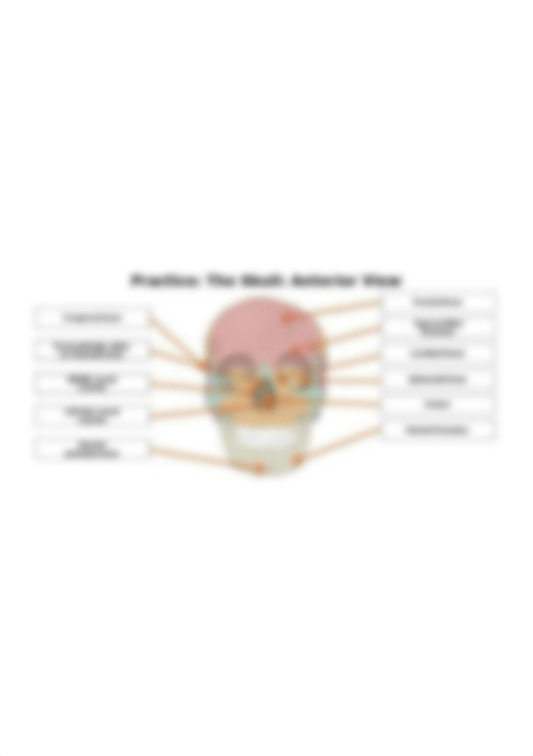 The Skull Anterior View.jpg_danl6101wu5_page1