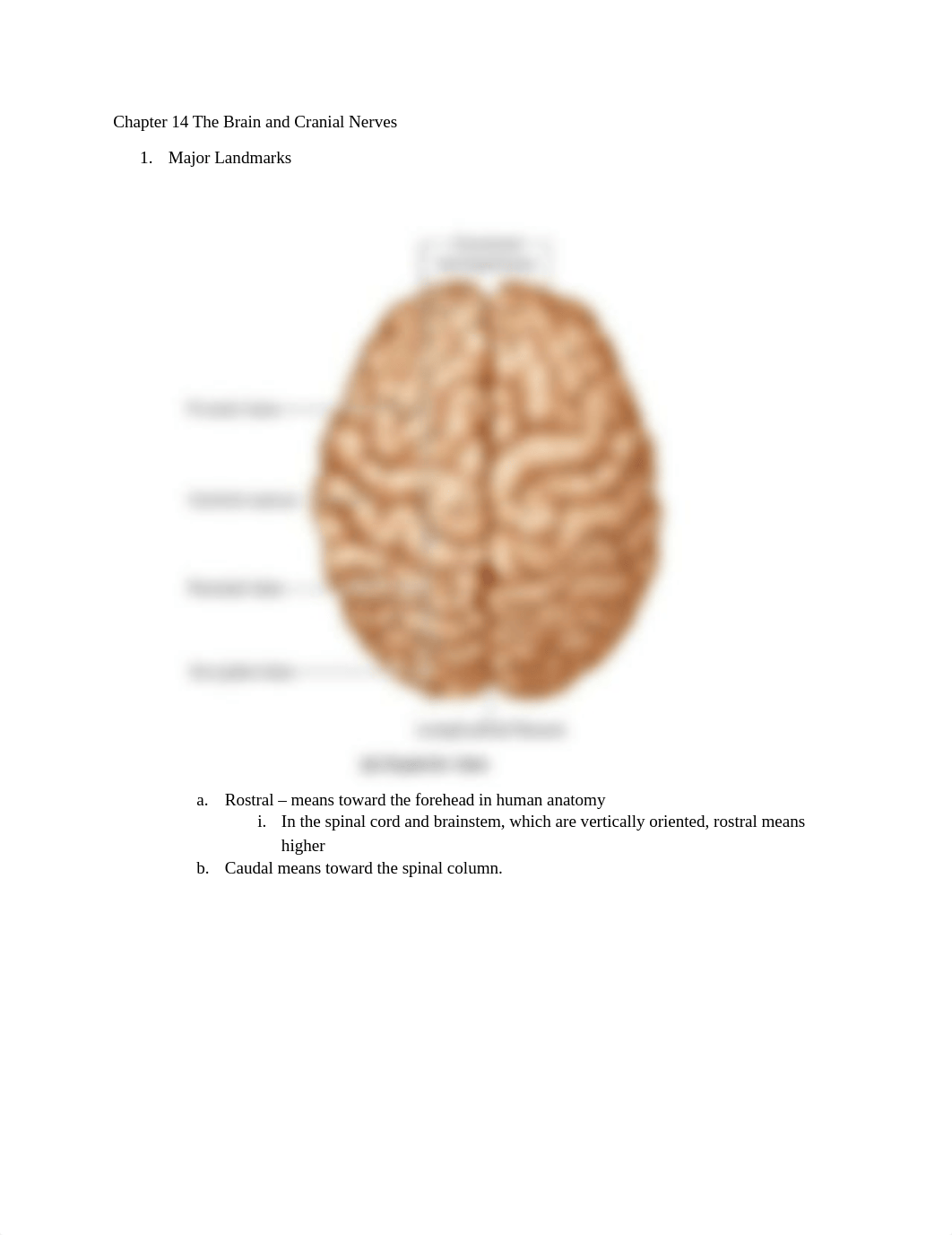 Chapter 14 The Brain and Cranial Nerves.docx_danr5h0xiiu_page1