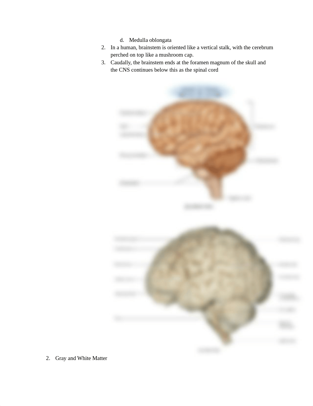 Chapter 14 The Brain and Cranial Nerves.docx_danr5h0xiiu_page3