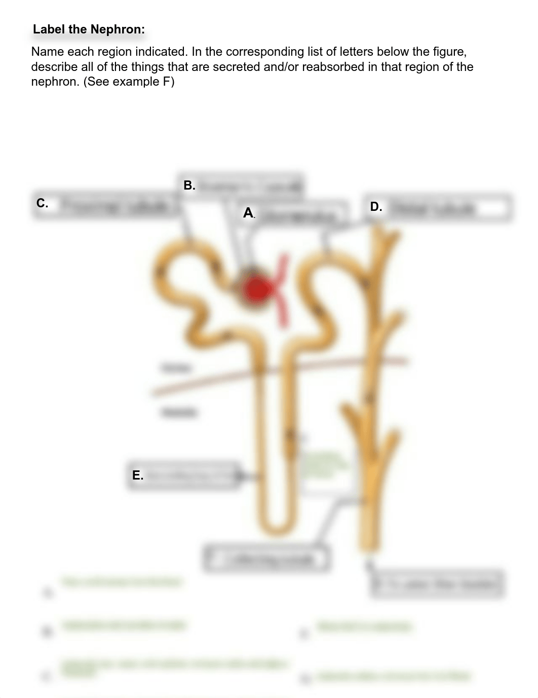 Extra Credit Nephron Diagram (1).pdf_danzsqhdnp0_page1