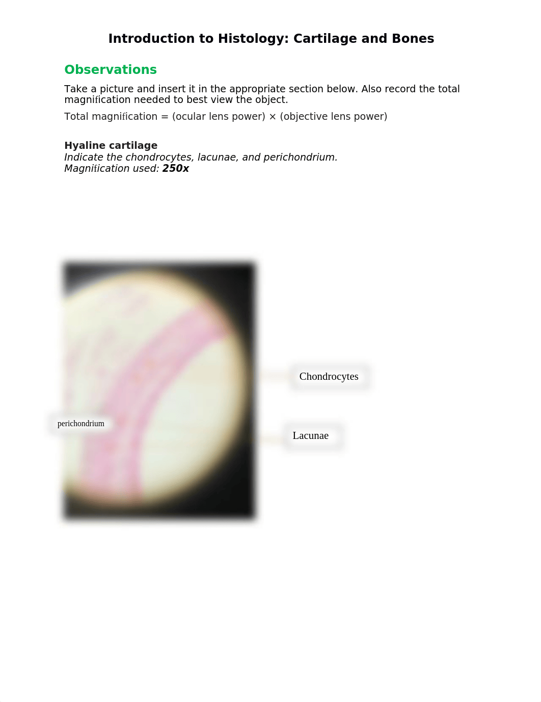 BIO2101 Introduction to Histology_Cartilage and Bones_Answer sheet.docx_daoazhkr7e7_page1