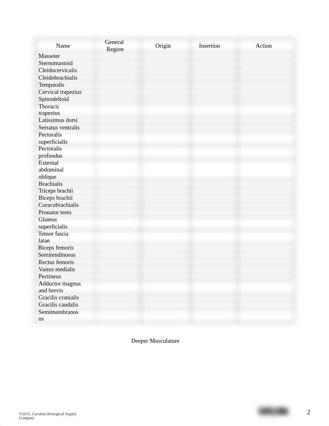 BIO 2411 Muscular-System-Dissection_Lab-Report (3).docx_daoerqbsy0y_page2