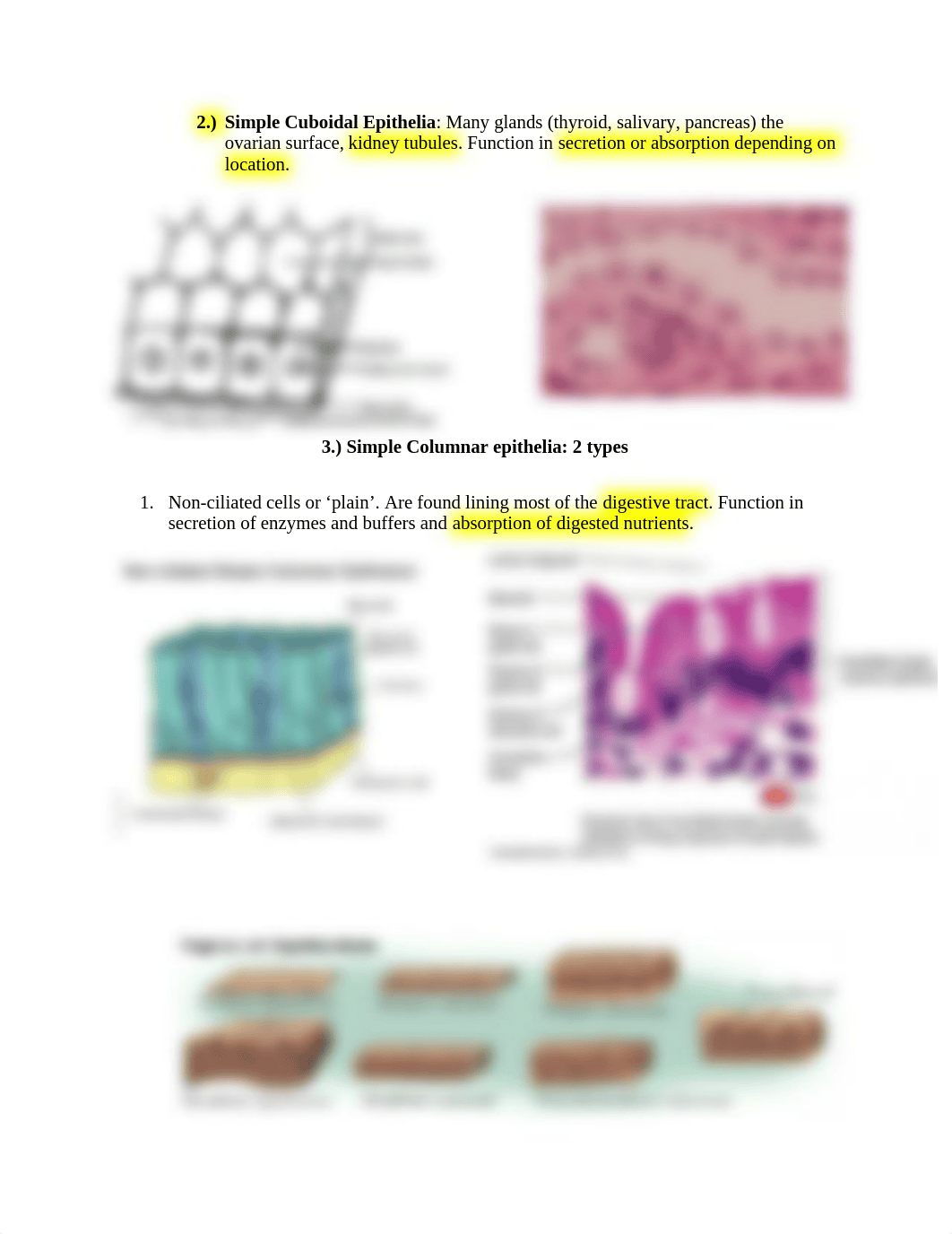 MCB lab study guide[646].docx_daok7jkdo1l_page2