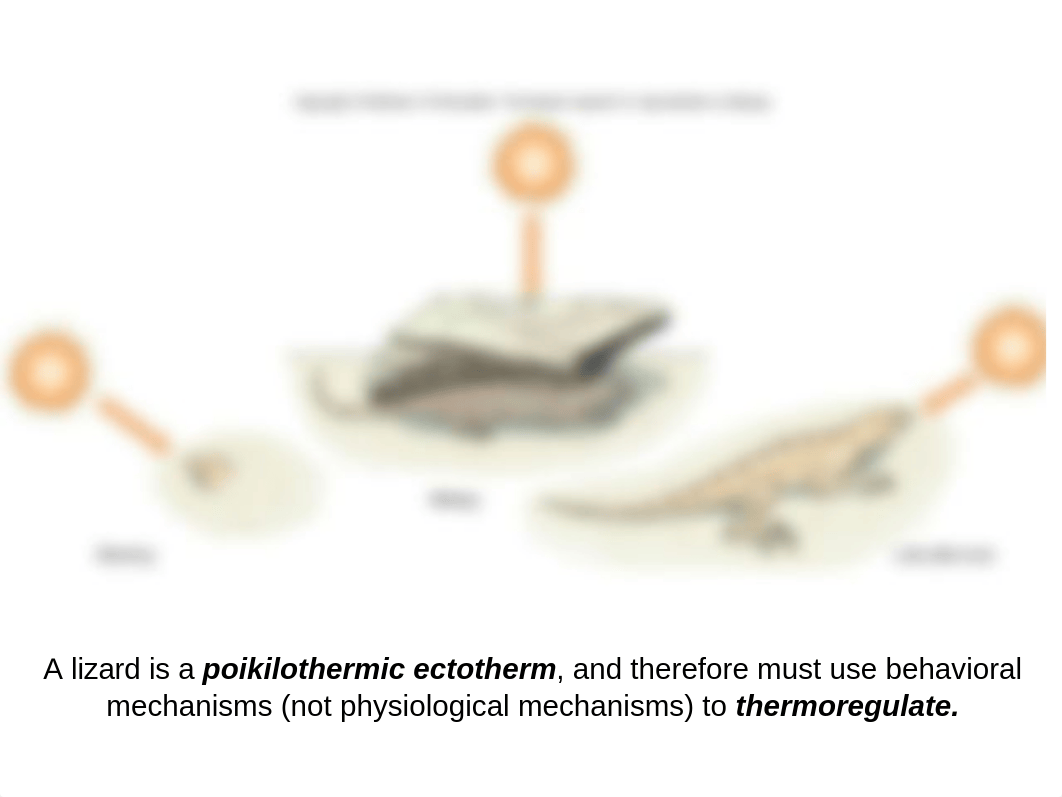 02 - Animal Ecology.ppt_daorh9dgqhh_page3