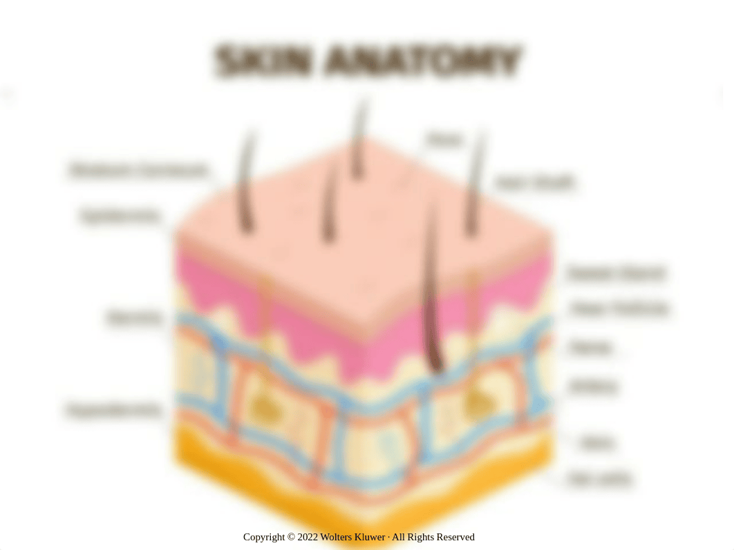 Chapter 64, Introduction to the Integumentary System.pdf_dapubiorpp2_page5