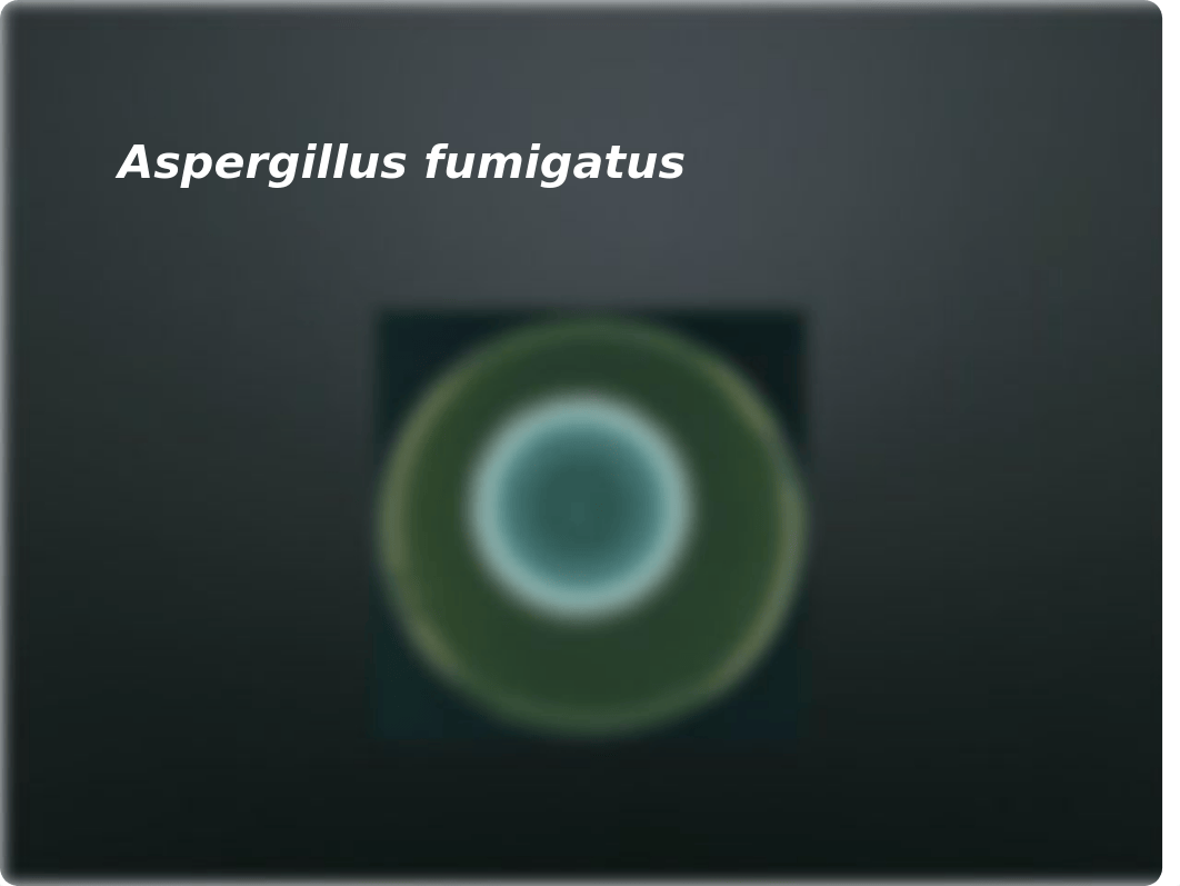 4 Bacterial Yeast and Fungal Colonies.pptx_daq2cw1cbgj_page5