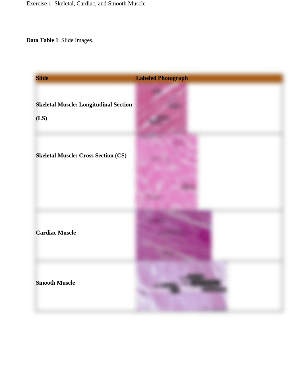 Organization of Muscle Tissue.docx_daq7jb38h79_page1