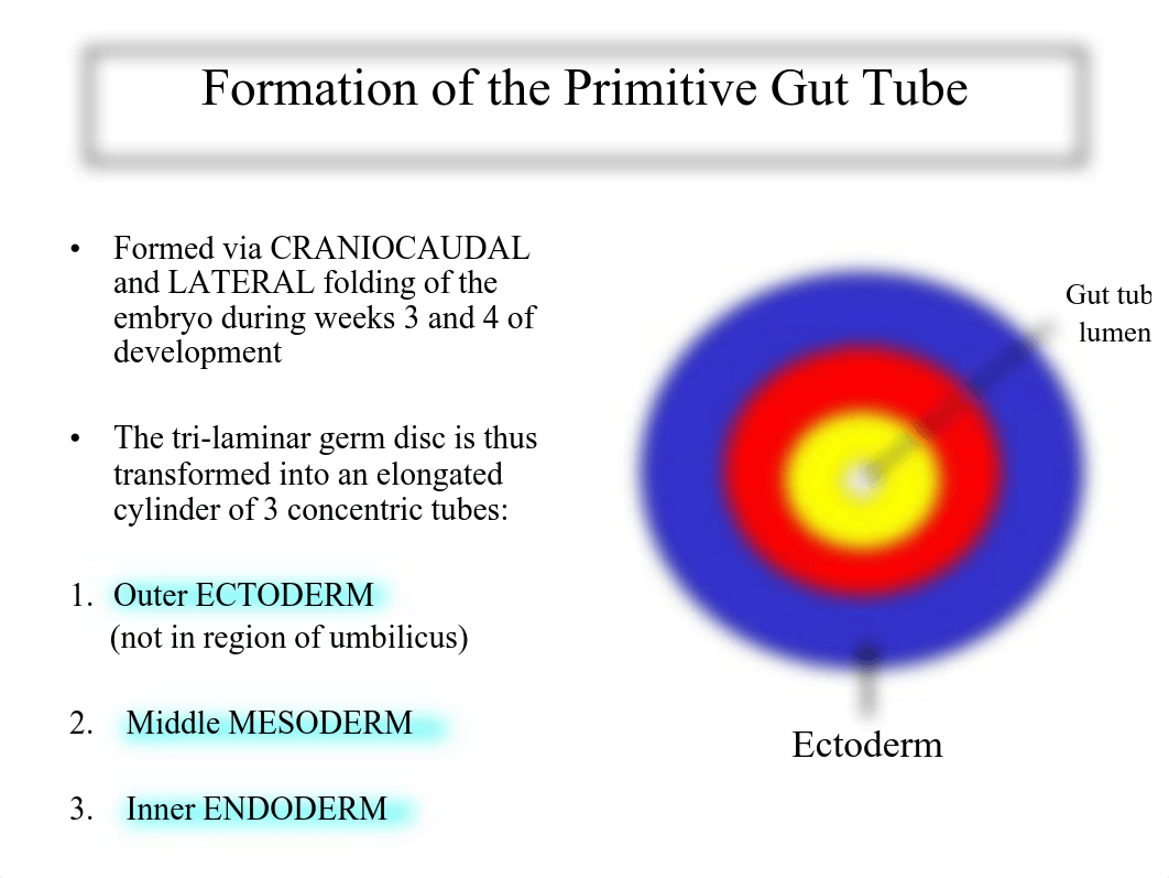 Nunn_FM01_Gastrointestinal_GI_embryology__16_FALL.pdf_das0v8dh7fj_page3