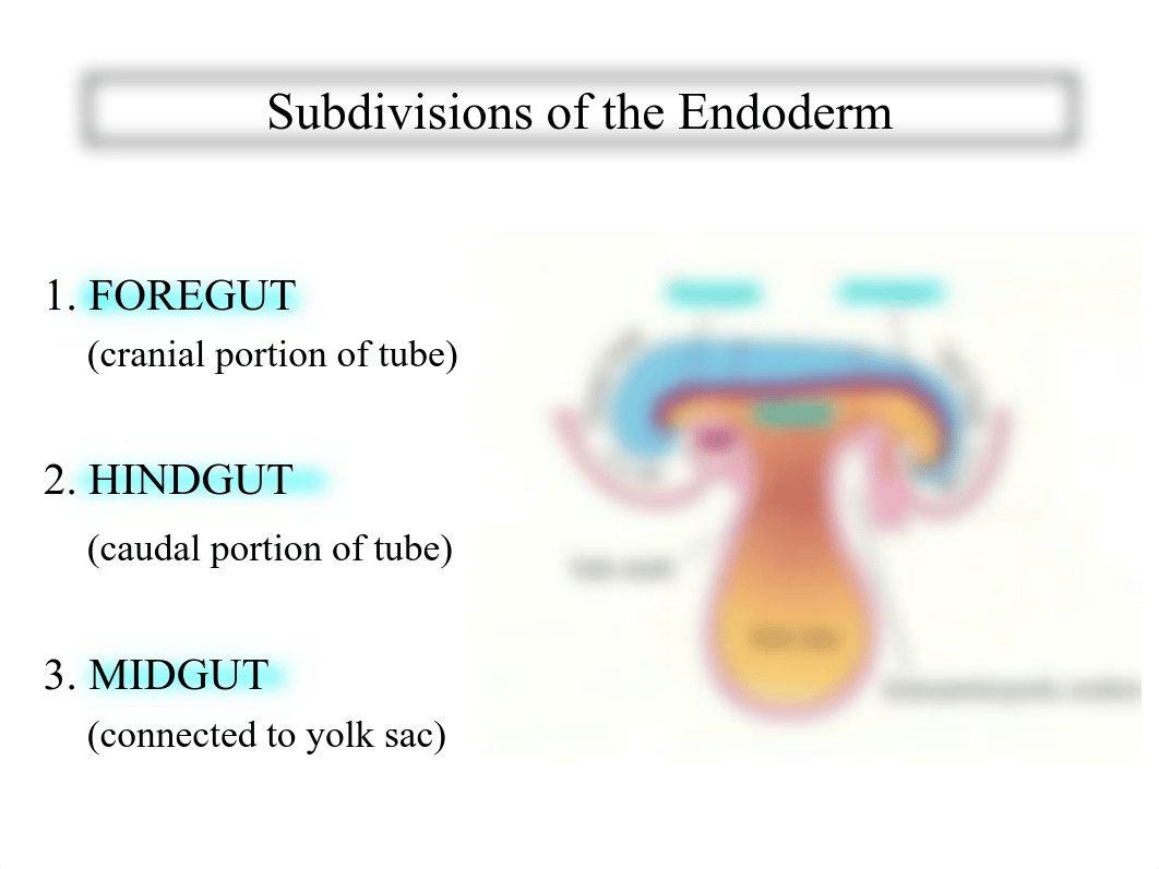 Nunn_FM01_Gastrointestinal_GI_embryology__16_FALL.pdf_das0v8dh7fj_page4