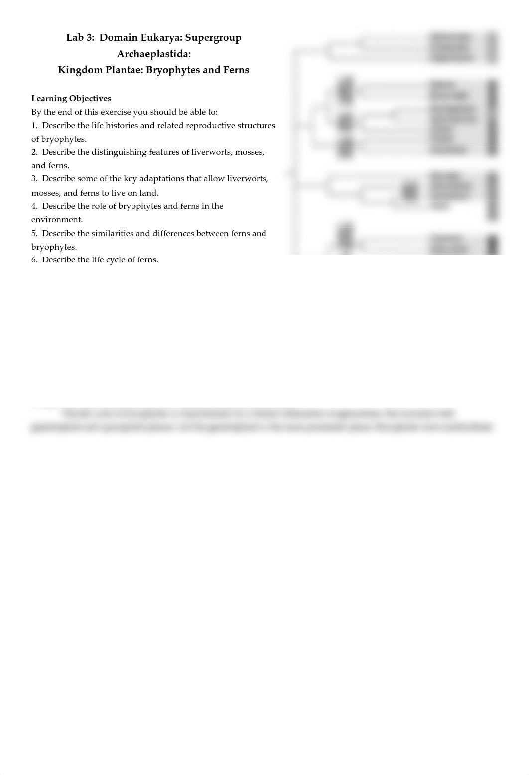 Lab+03+Archaeplastid+II.pdf_dasad24ghbs_page1