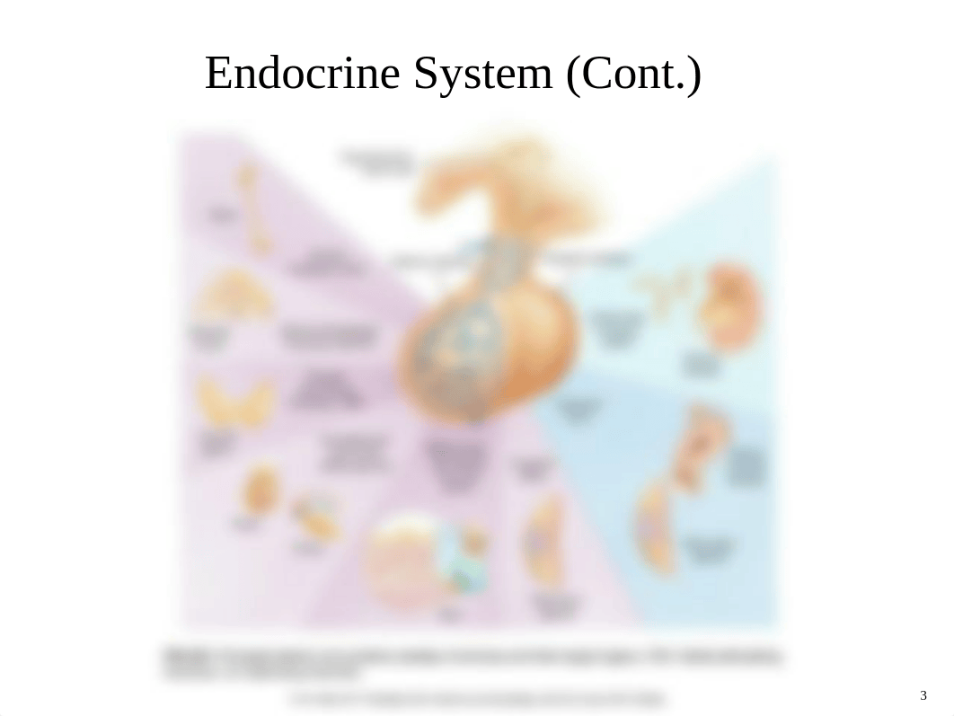 Endocrine Ch 28.pptx_dasgvensubn_page3