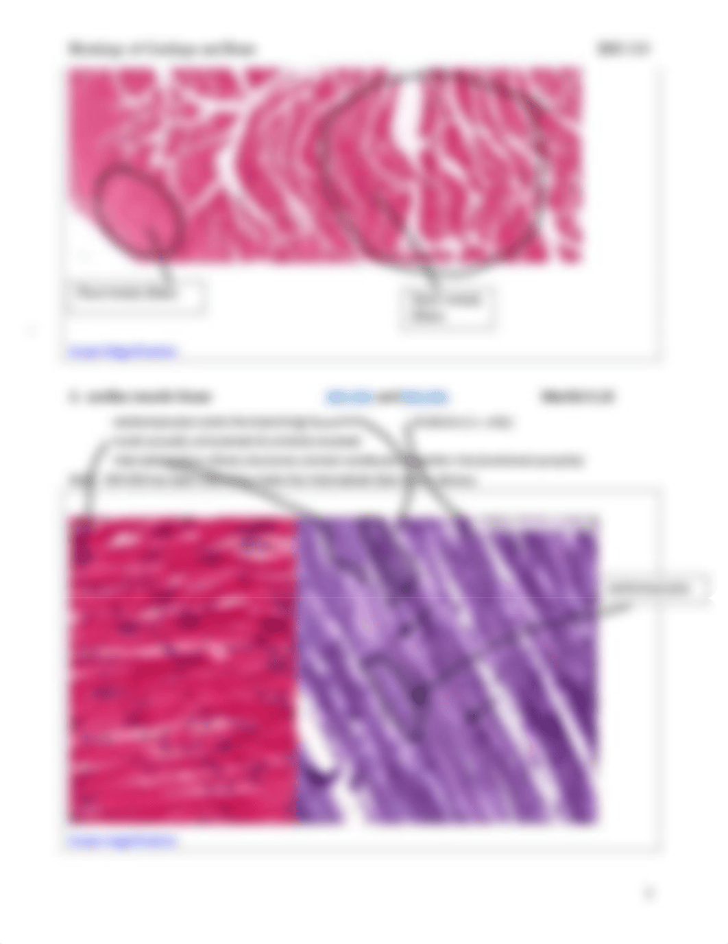 Lab HW 8 Muscles of Leg.pdf_dat0xaq7qxp_page3