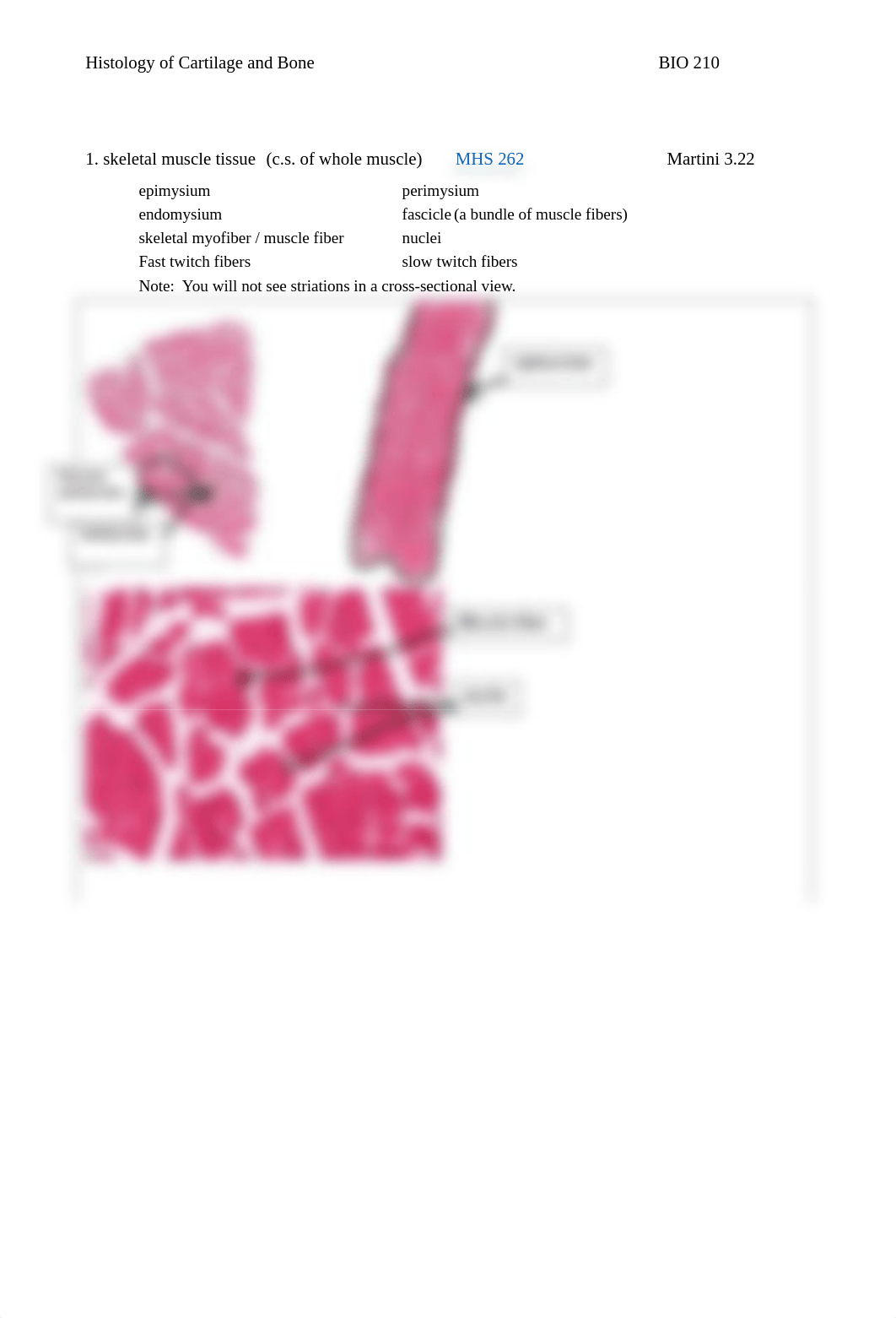 Lab HW 8 Muscles of Leg.pdf_dat0xaq7qxp_page2