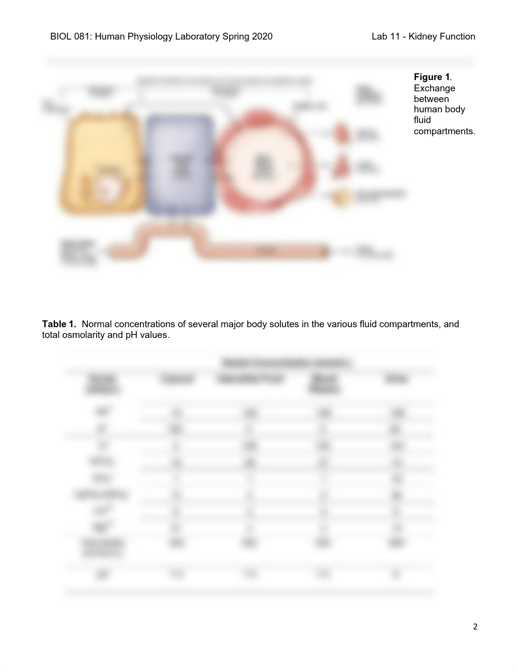 Lab11_Kidney_Handout_SP20.pdf_datd449dulb_page2