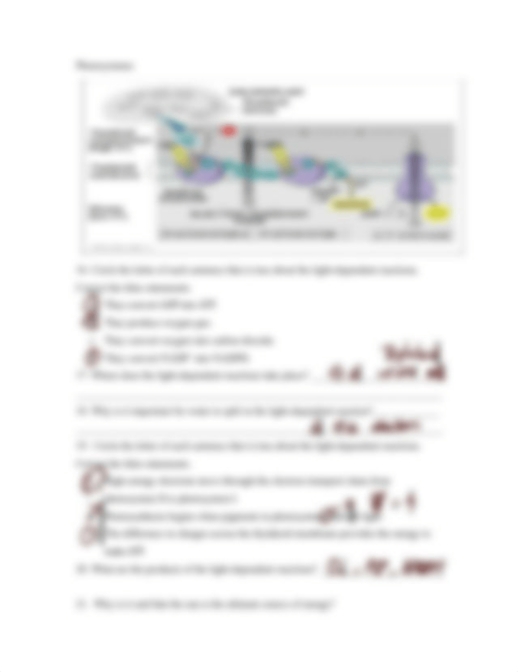 Photosynthesis Review Worksheet 2020.docx_daupacm33w3_page3