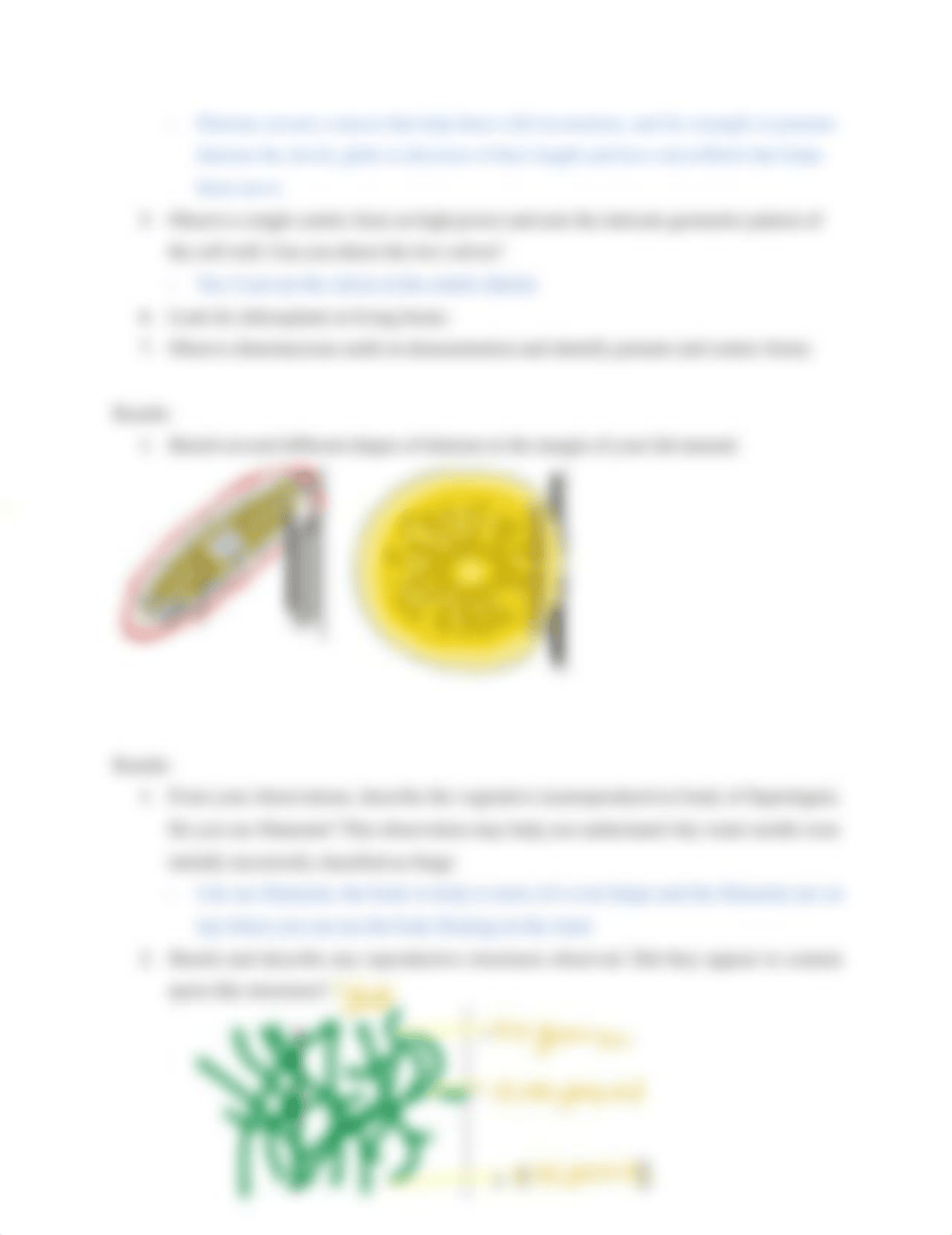 LAB 1_ PROTISTS & FUNGI.docx_dauq8bmu1gq_page4