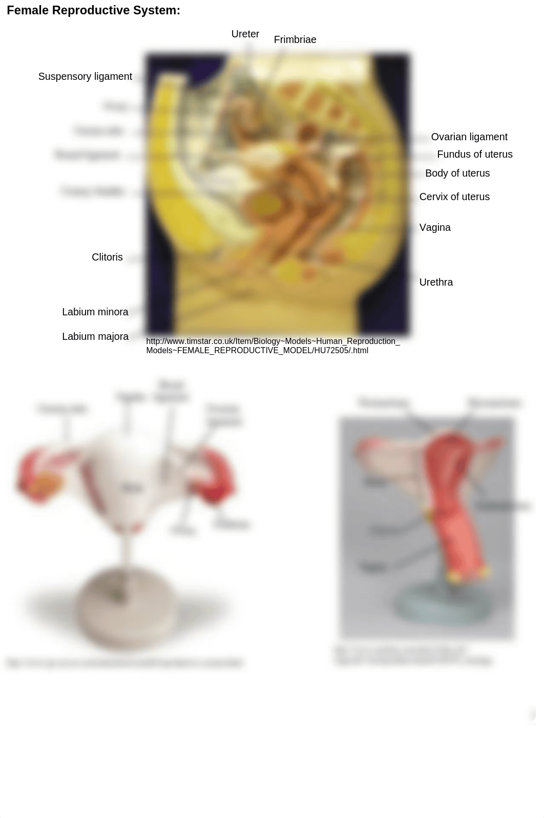 Lab+#12+Reproductive+System_daw07icdpe9_page2