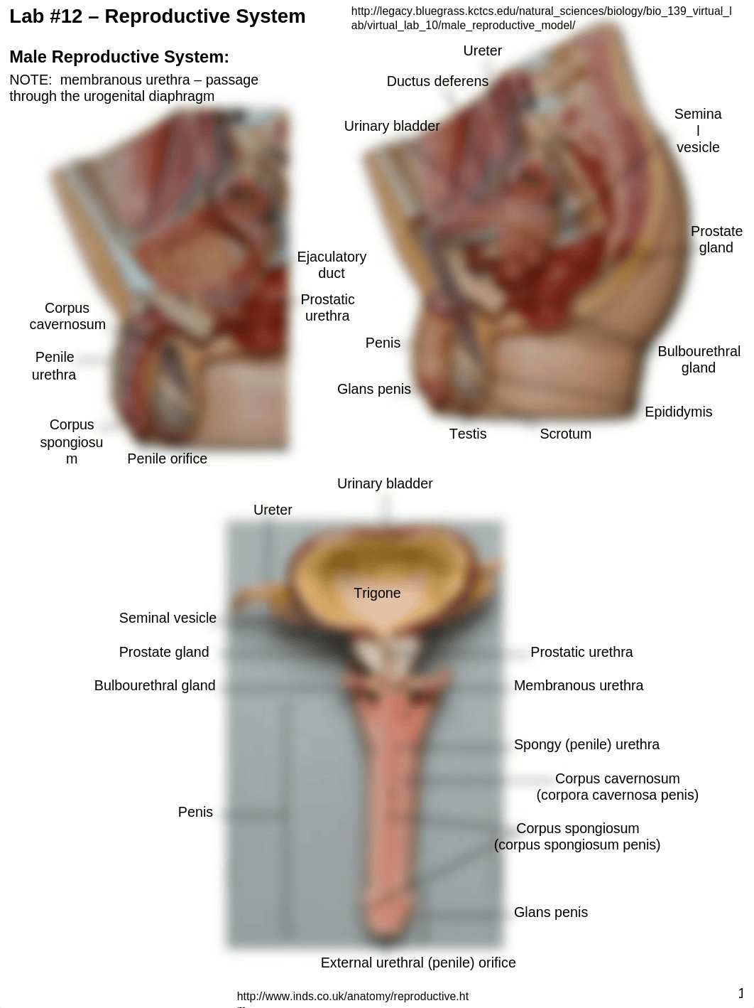 Lab+#12+Reproductive+System_daw07icdpe9_page1