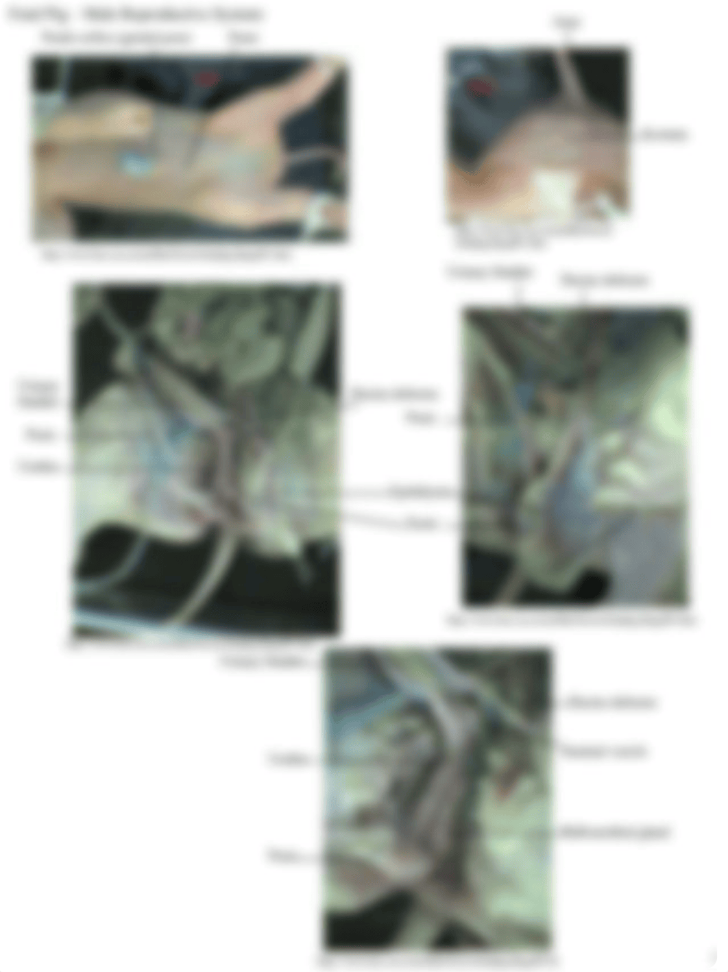 Lab+#12+Reproductive+System_daw07icdpe9_page3