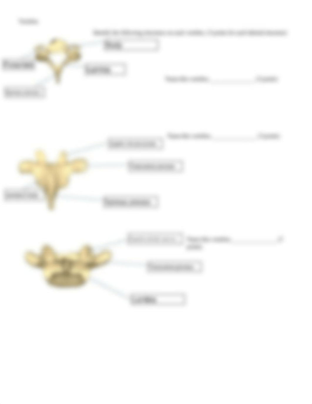 Vertebra+and+vertebral+column+lab+worksheet.pdf_dawiy9if8m6_page2