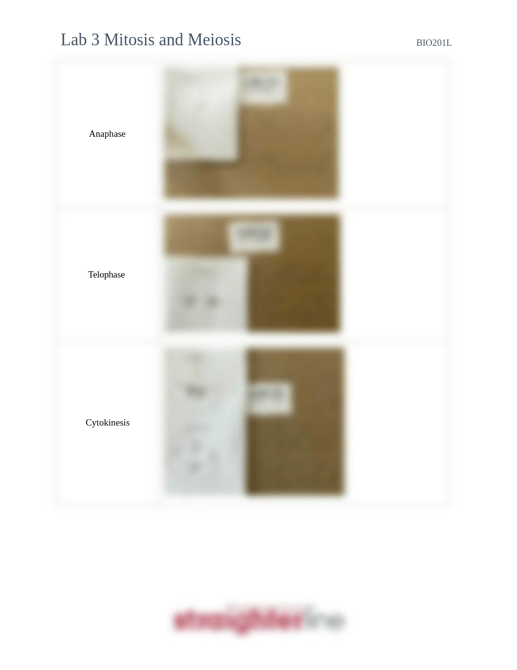 BIO201L+Lab+3+Upload+Document MT (1).docx.pdf_dawntjmie71_page4