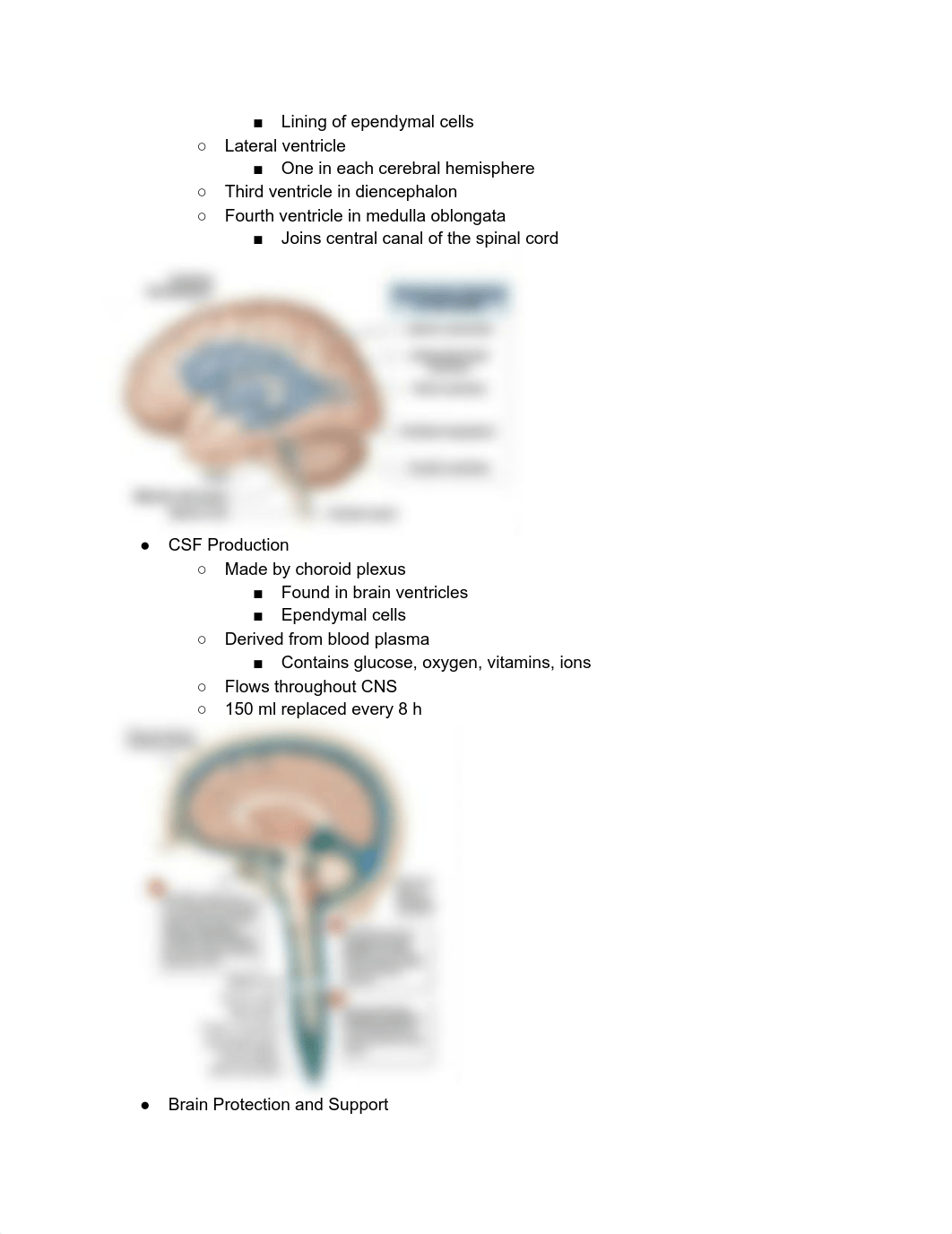 A&P Ch. 14 The brain and cranial nerves.pdf_dawybol72ds_page2