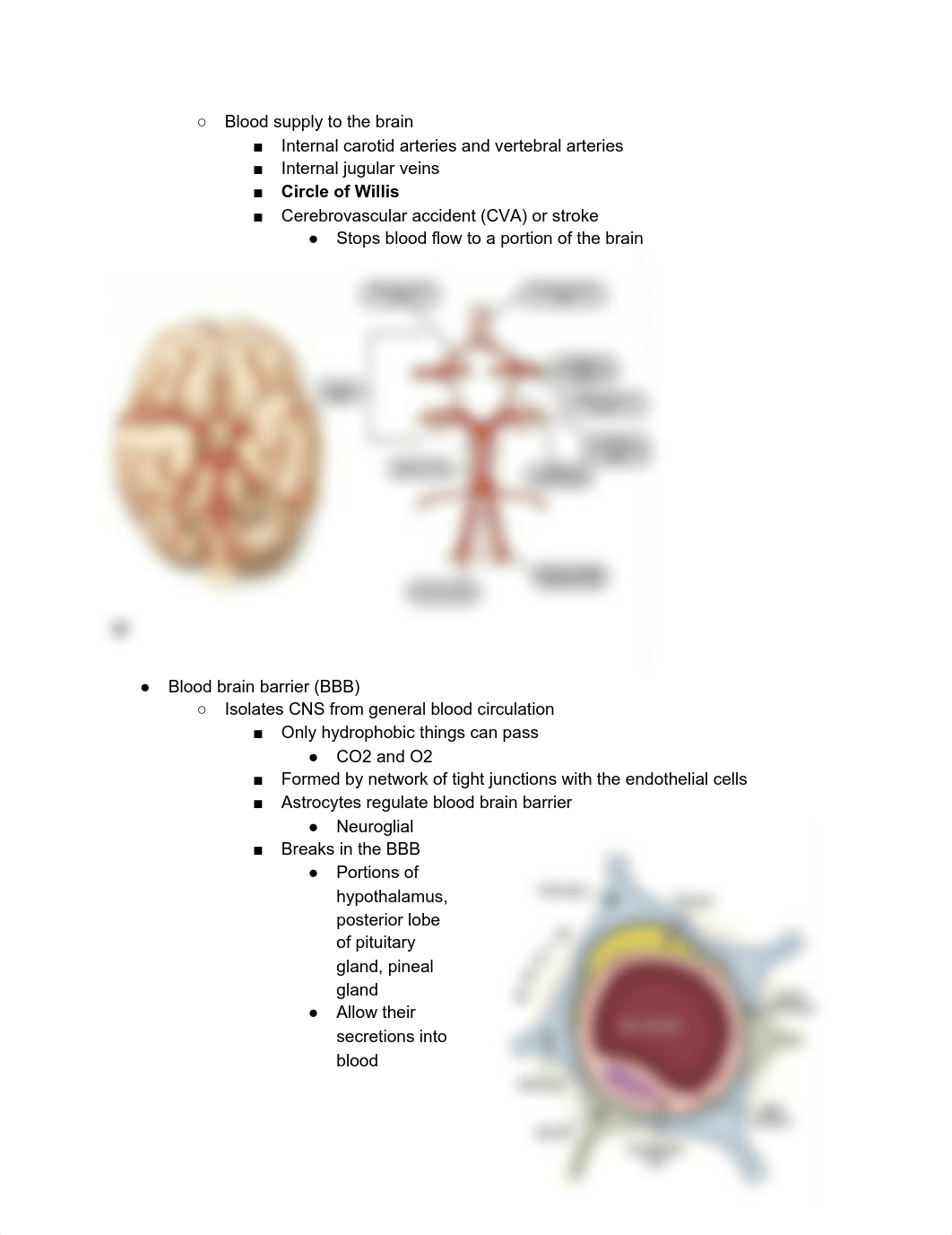 A&P Ch. 14 The brain and cranial nerves.pdf_dawybol72ds_page3