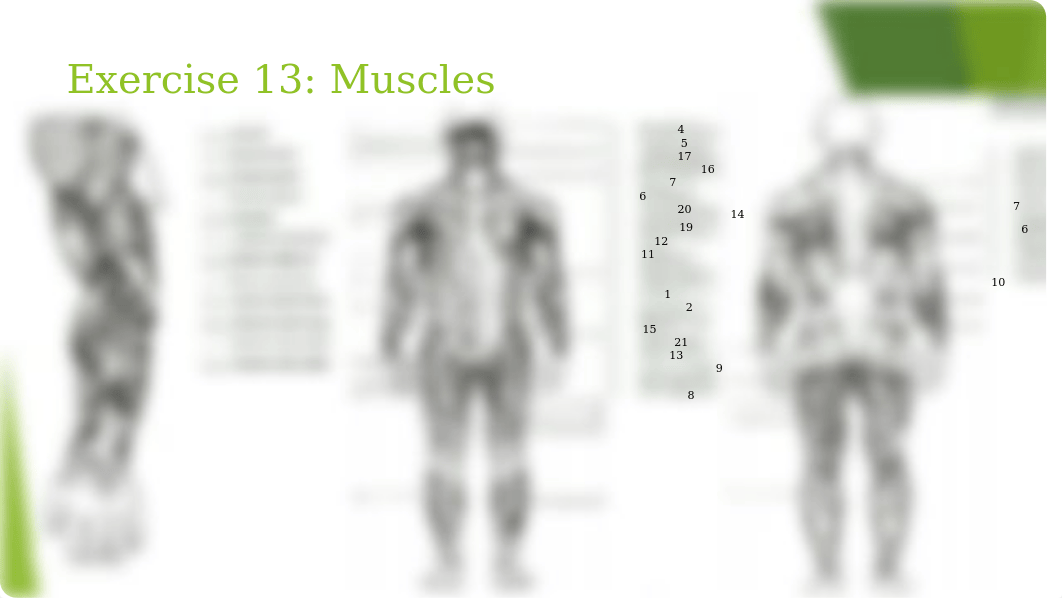 Anatomy-Physiology-I-Lab-Final-Review_daxpe7fqxaz_page5