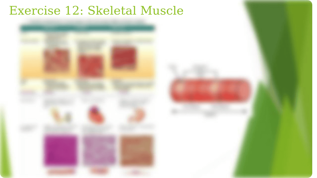 Anatomy-Physiology-I-Lab-Final-Review_daxpe7fqxaz_page4