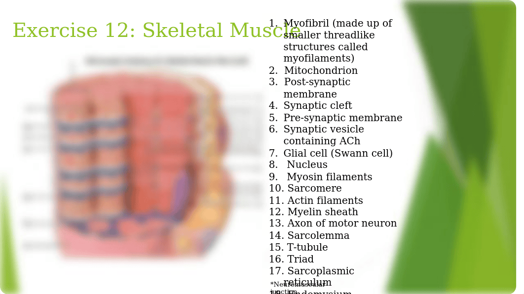 Anatomy-Physiology-I-Lab-Final-Review_daxpe7fqxaz_page3