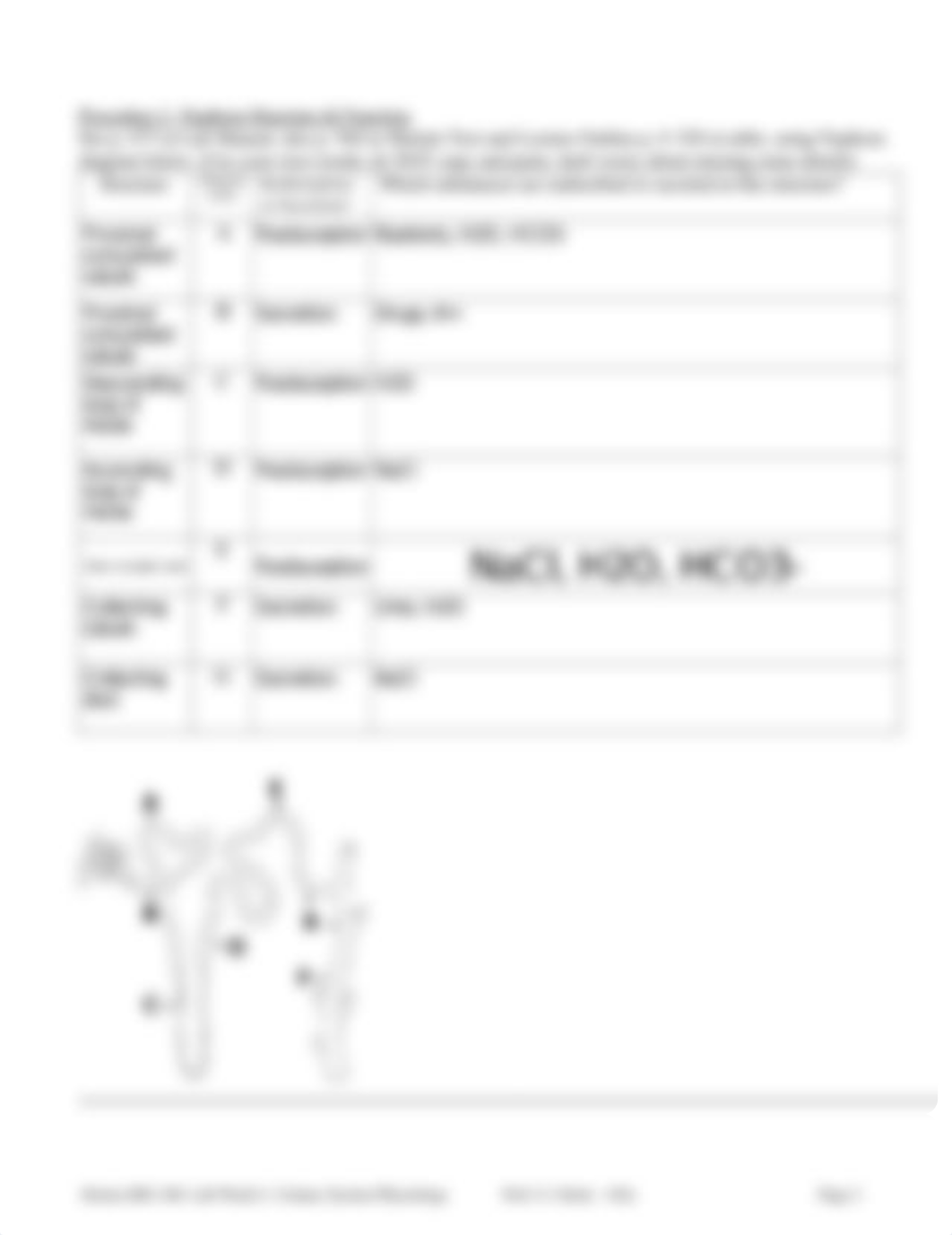 URINARY_SYSTEM_PHYSIOLOGY_lab.pdf_daxzio2tci2_page2