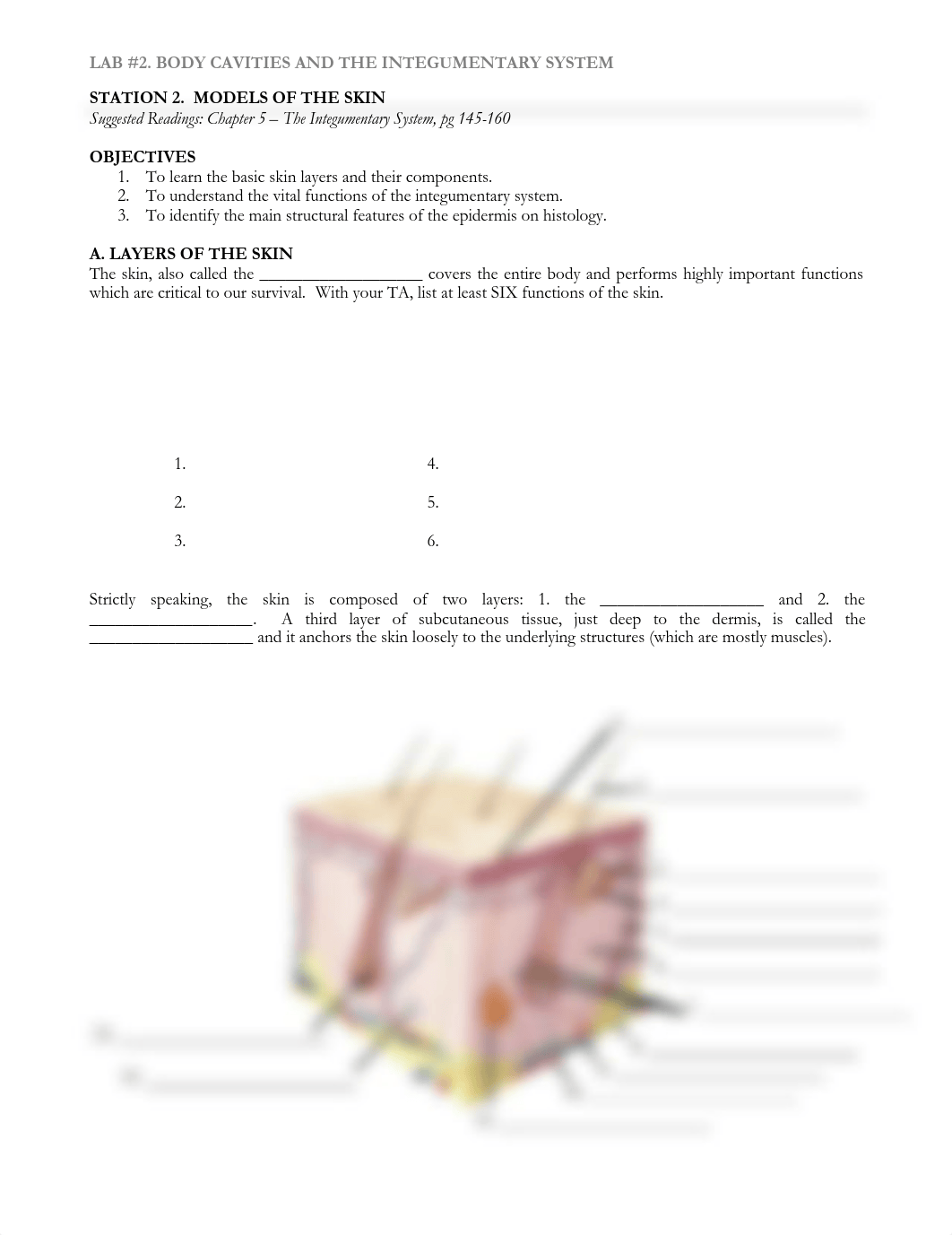 2 Station 2 Handout Models of the skin LSB Edits 1-24_day7vbz6l5d_page1