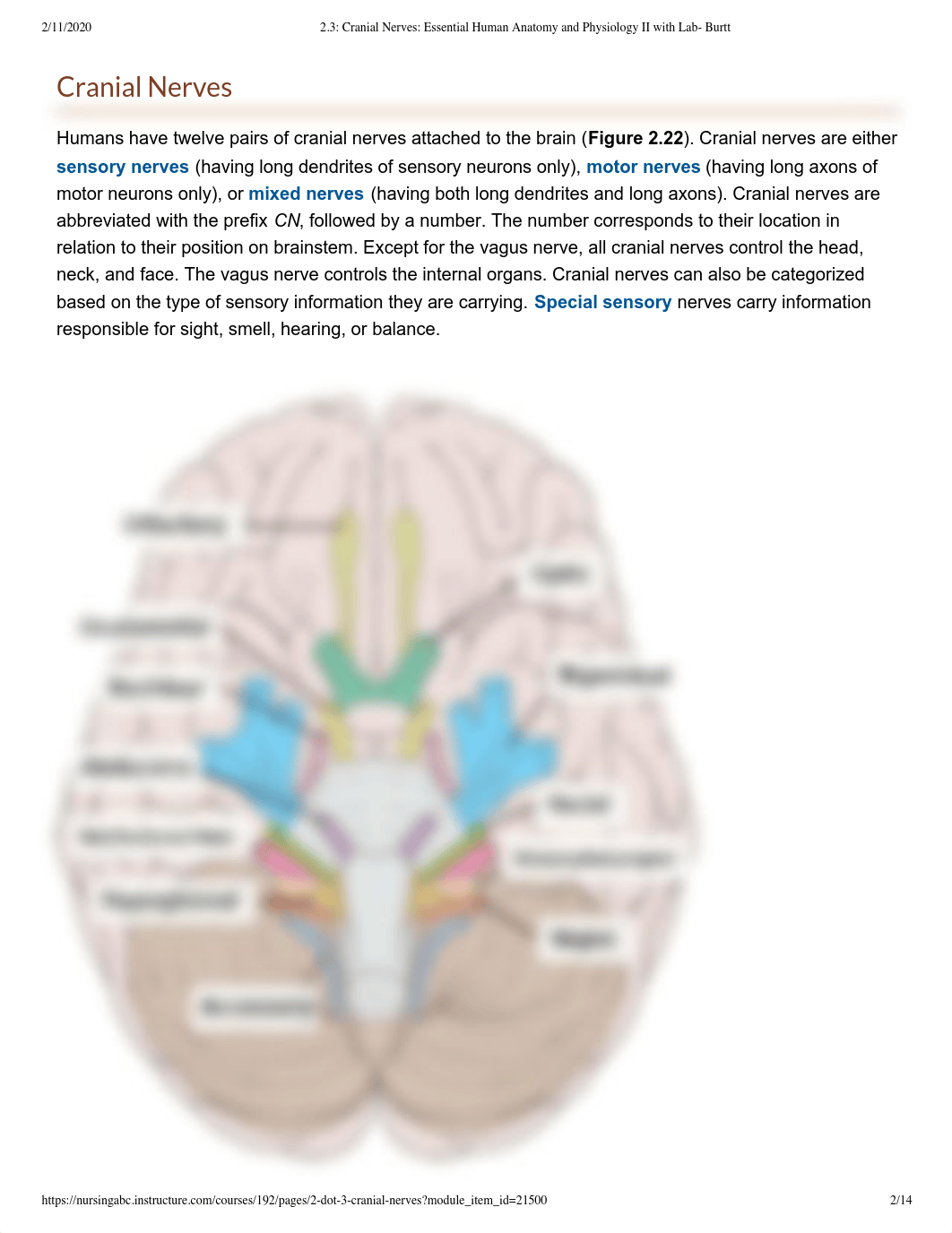 2.3_ Cranial Nerves_ Essential Human Anatomy and Physiology II with Lab- Burtt.pdf_daymujocagi_page2