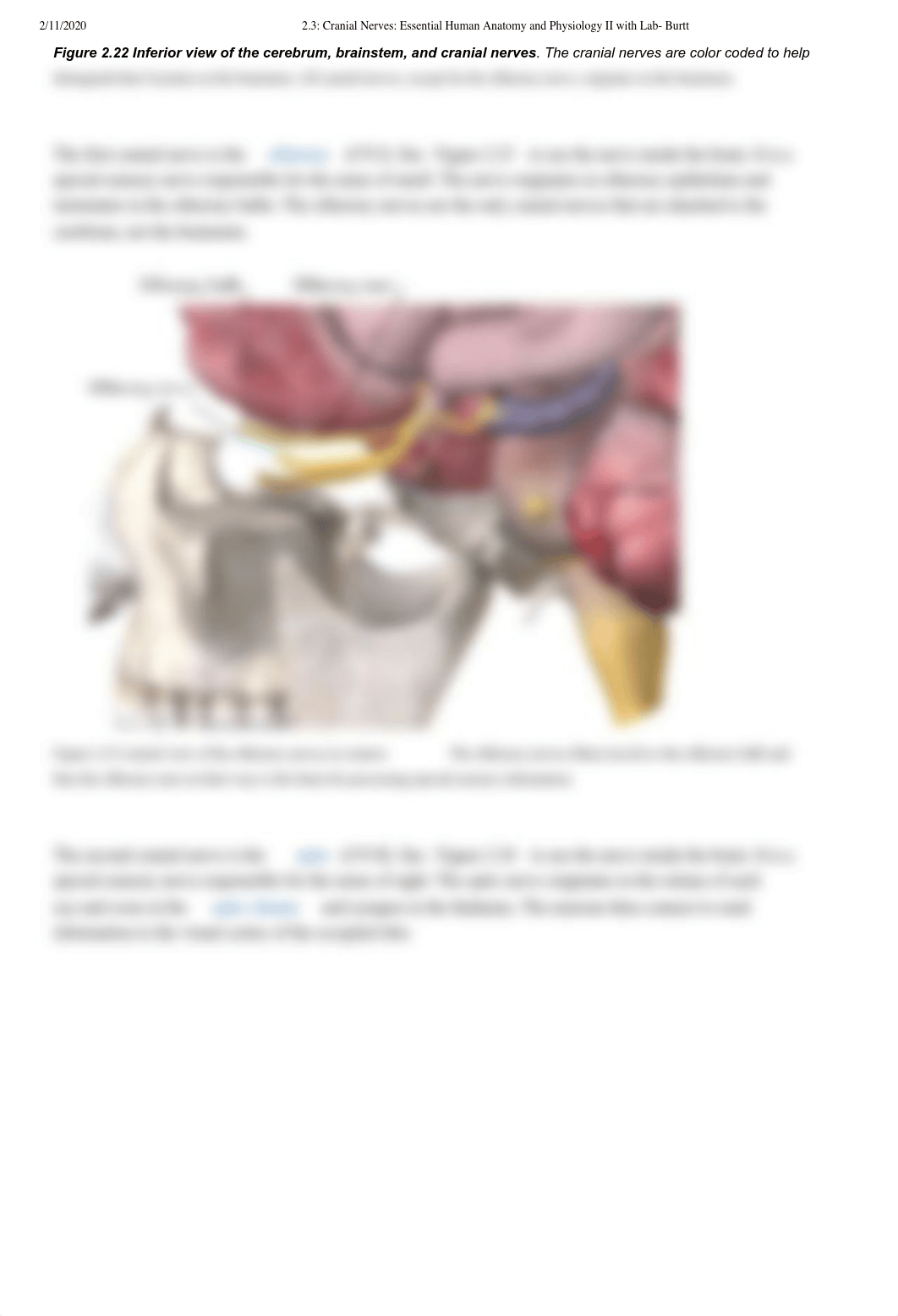 2.3_ Cranial Nerves_ Essential Human Anatomy and Physiology II with Lab- Burtt.pdf_daymujocagi_page3