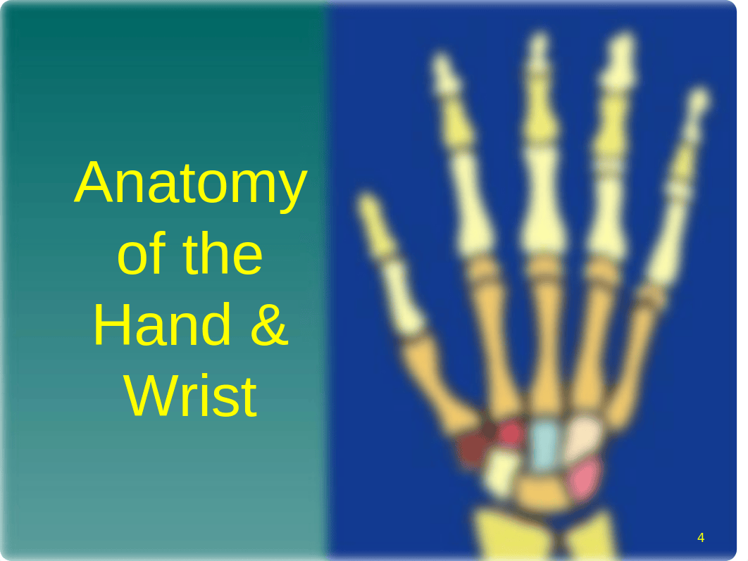 2 Upper Limb ppt.pptx_dazljz0p33c_page4