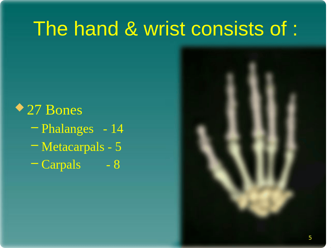 2 Upper Limb ppt.pptx_dazljz0p33c_page5