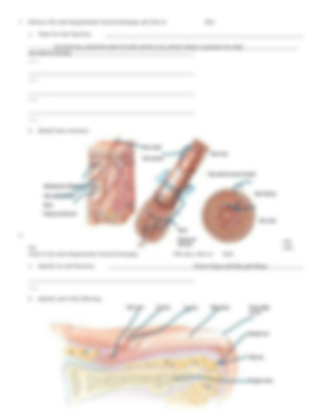 chapter 5 integumentary system .doc_db04aos7tw7_page2