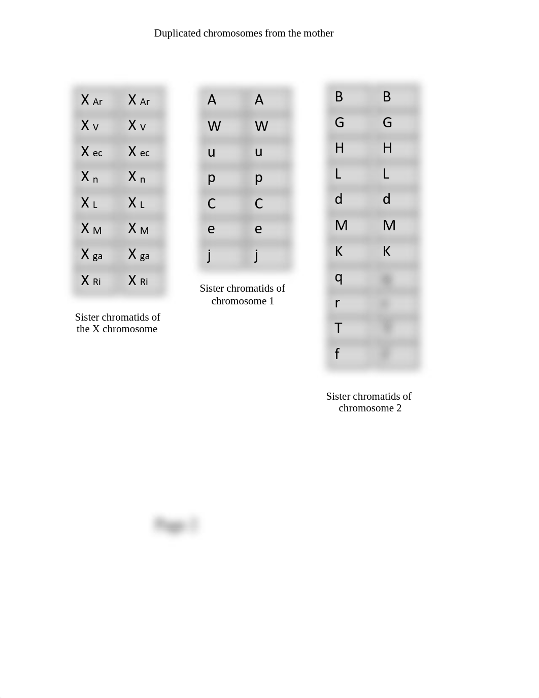 08 lab Chromoseratops chromosome sheet.pdf_db053jkfasr_page2