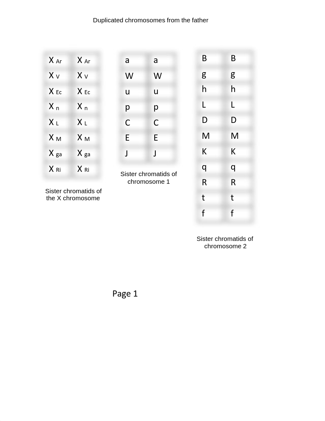 08 lab Chromoseratops chromosome sheet.pdf_db053jkfasr_page1