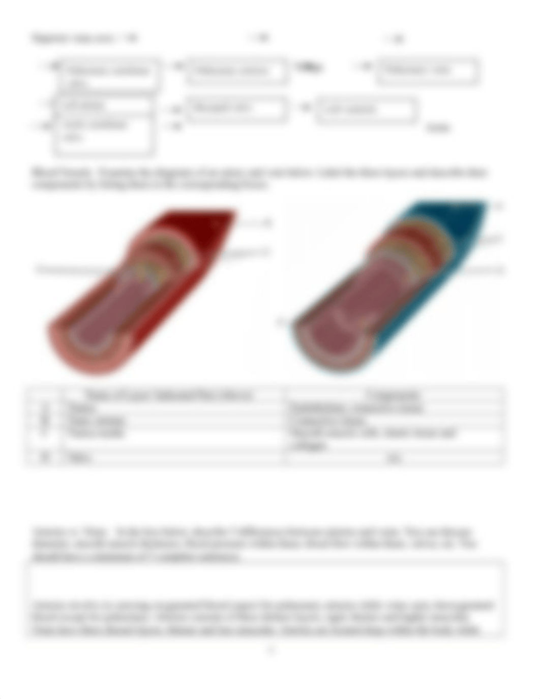 Lab 9 Cardiovascular System (1).docx_db0992x0aqr_page3