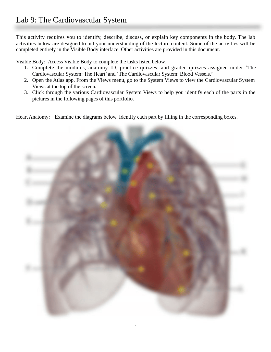 Lab 9 Cardiovascular System (1).docx_db0992x0aqr_page1