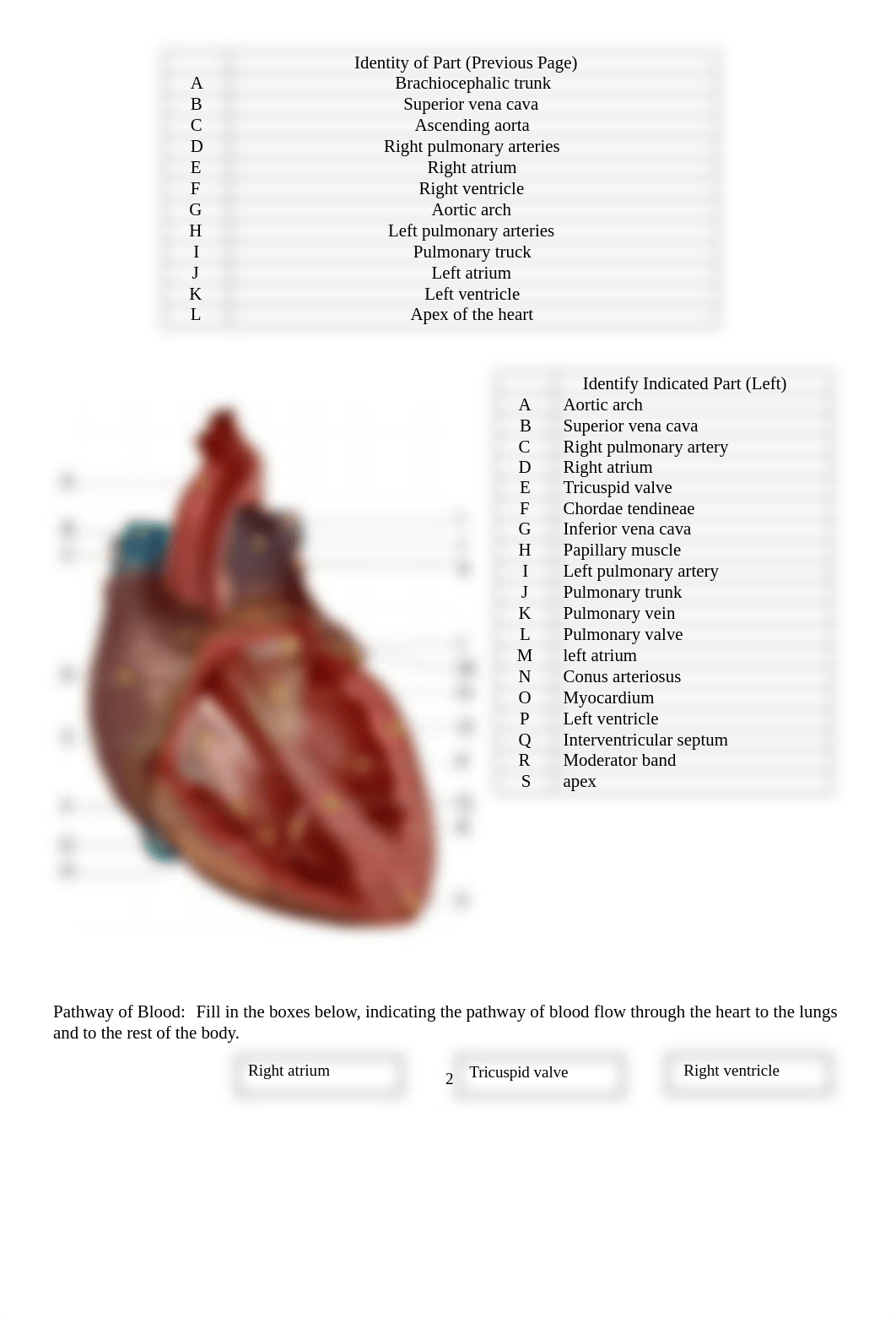 Lab 9 Cardiovascular System (1).docx_db0992x0aqr_page2