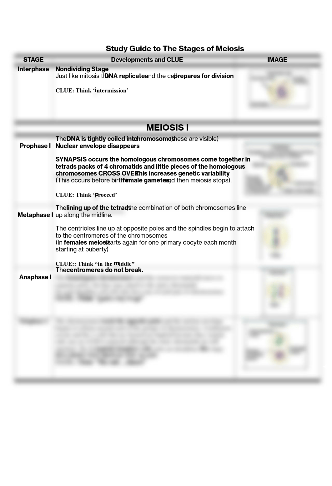 Study Guide to The Stages of Meiosis.pdf_db1aq23bl07_page1